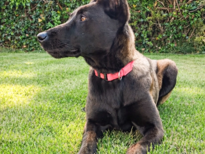 Malinois Welpe kaufen