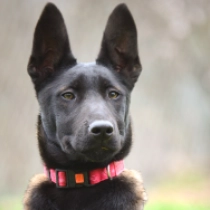 Beba, red Belgian Malinois for sale