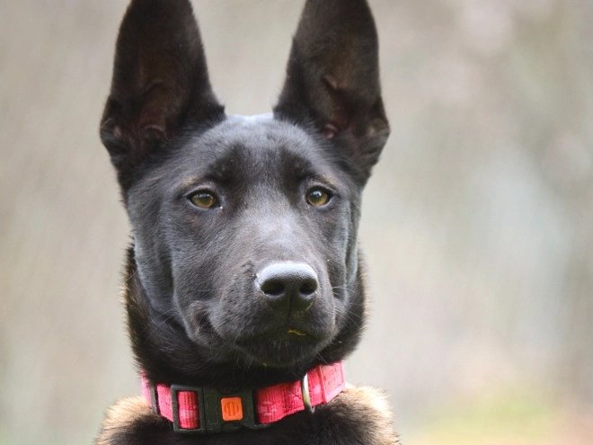 Malinois Welpe kaufen