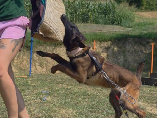 Belgian Malinois puppy for sale