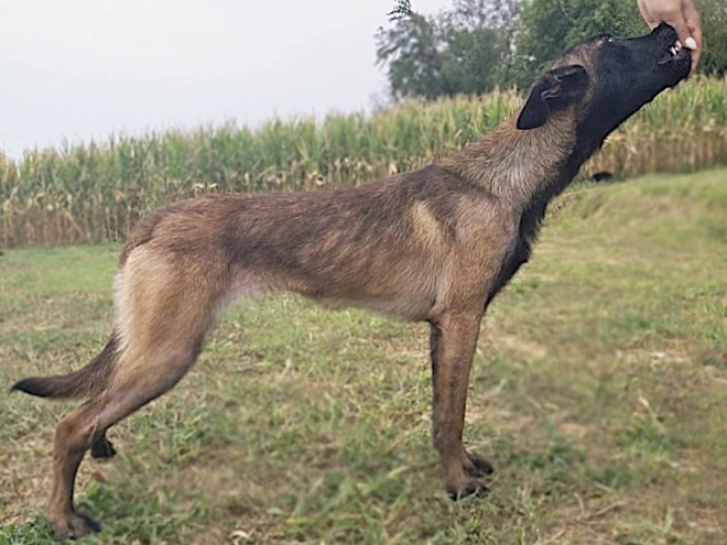 Belgian Malinois puppy for sale