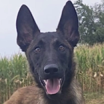 Brita, red Belgian Malinois for sale