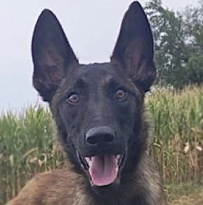 Belgian Malinois puppy for sale