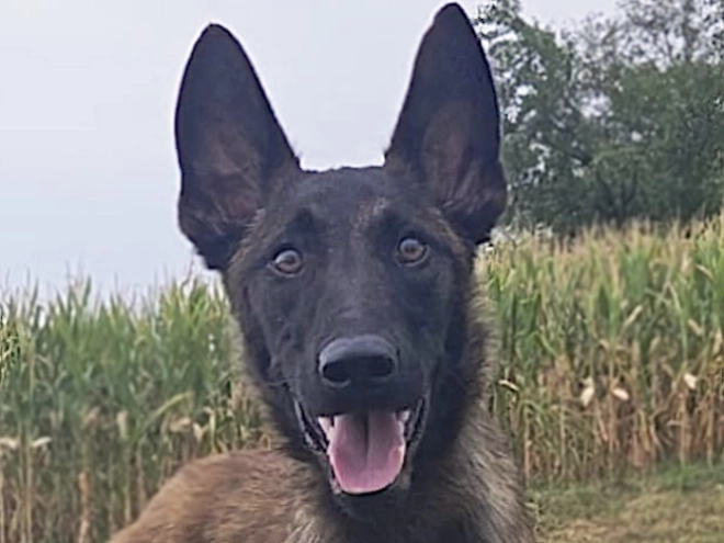 Belgian Malinois puppy for sale