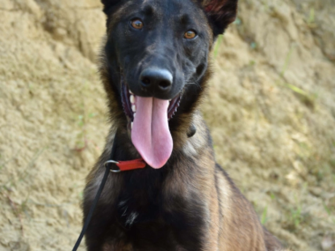 Belgian Malinois puppy for sale