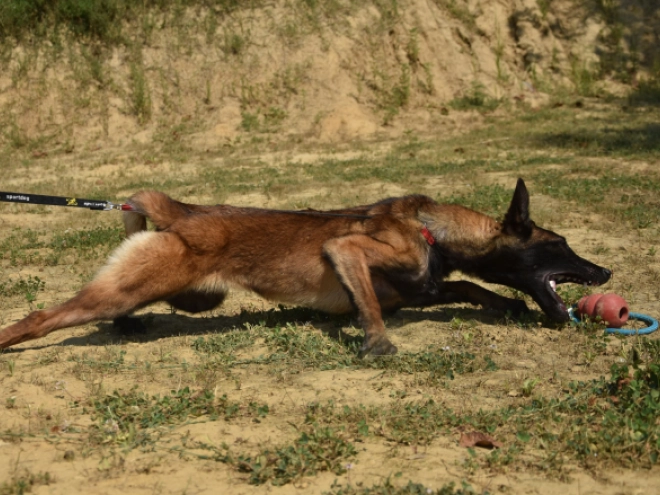 Belgian Malinois puppy for sale