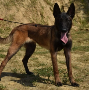 Belgian Malinois puppy for sale