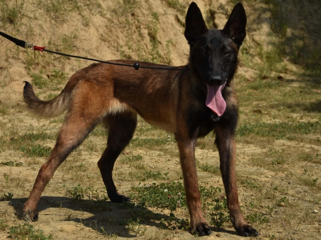 Belgian Malinois puppy for sale