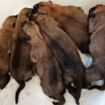 Promising litter!, red Belgian Malinois for sale