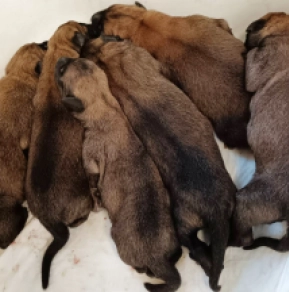 Belgian Malinois puppy for sale