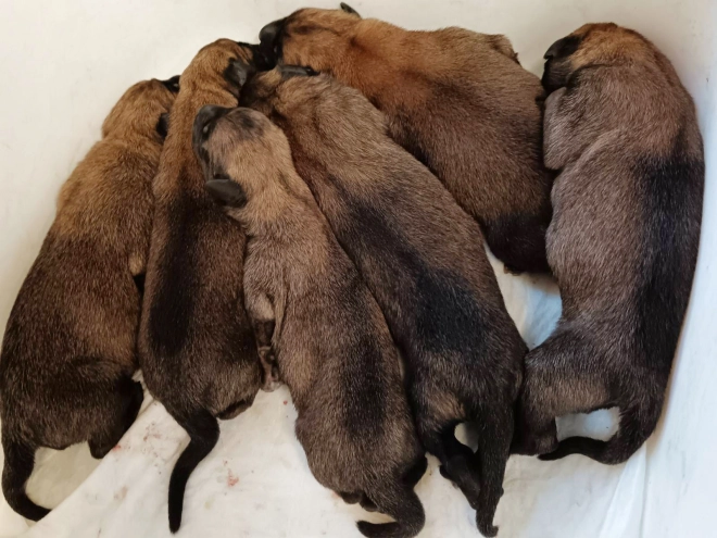 Belgian Malinois puppy for sale