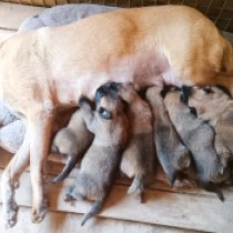 Promising litter!, red Belgian Malinois for sale