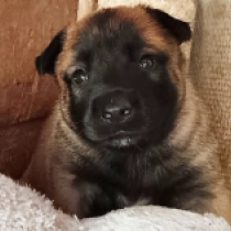 Promising litter!, red Pastor Belga Malinois en venta