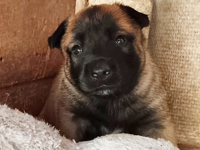 Belgian Malinois puppy for sale