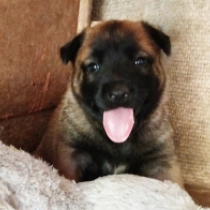 Kaige, red Belgian Malinois for sale