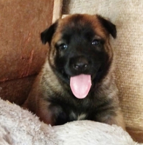 Belgian Malinois puppy for sale