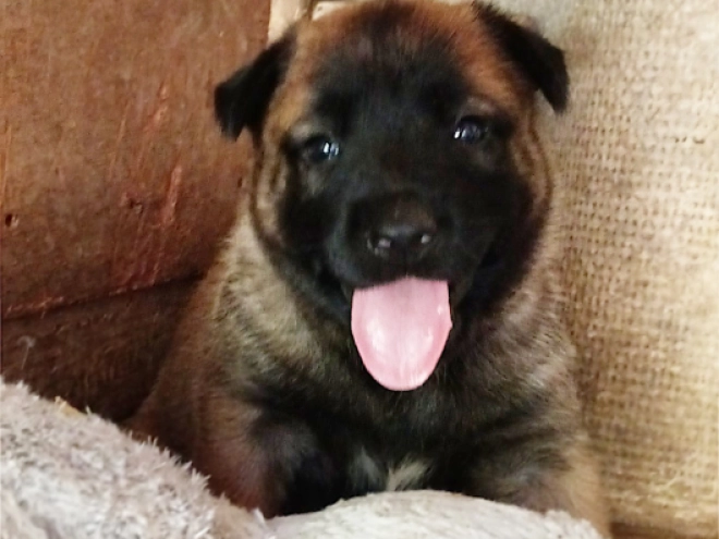 Belgian Malinois puppy for sale
