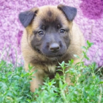 Kaige, red Malinois Welpen kaufen