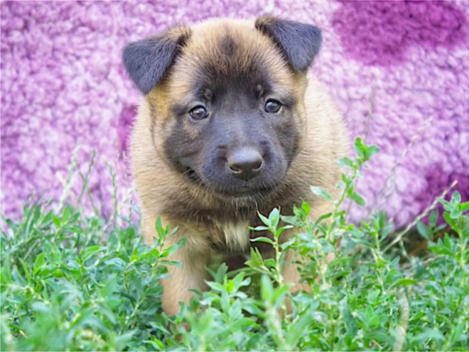 Belgian Malinois puppy for sale
