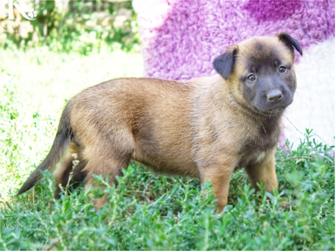 Belgian Malinois puppy for sale