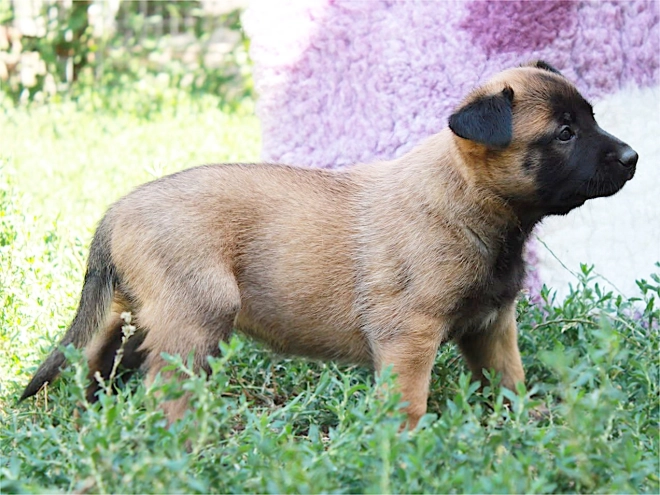 Belgian Malinois puppy for sale