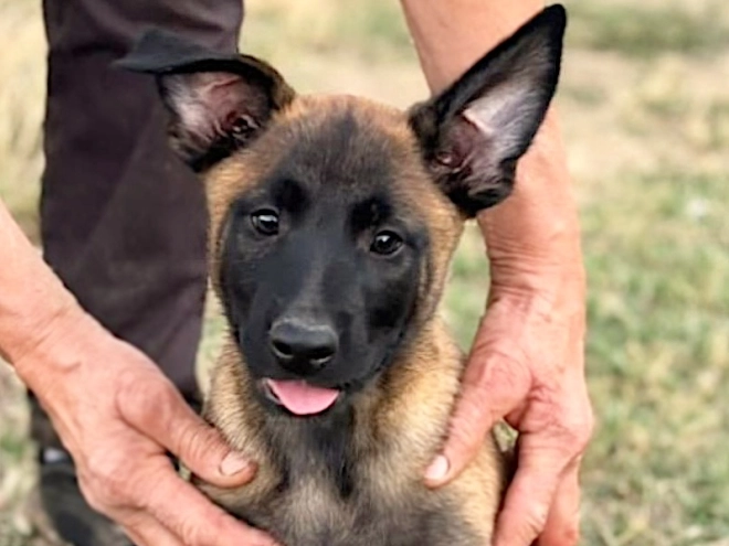 Belgian Malinois puppy for sale