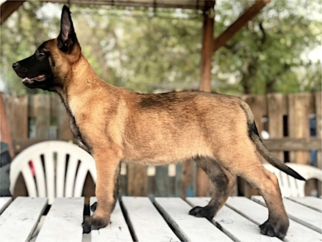 Belgian Malinois puppy for sale
