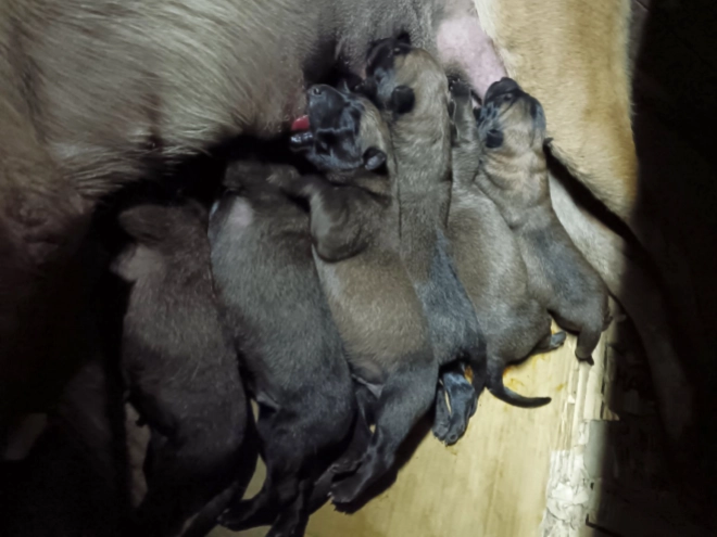 Belgian Malinois puppy for sale