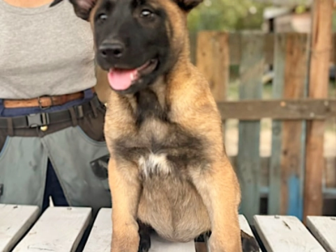 Belgian Malinois puppy for sale