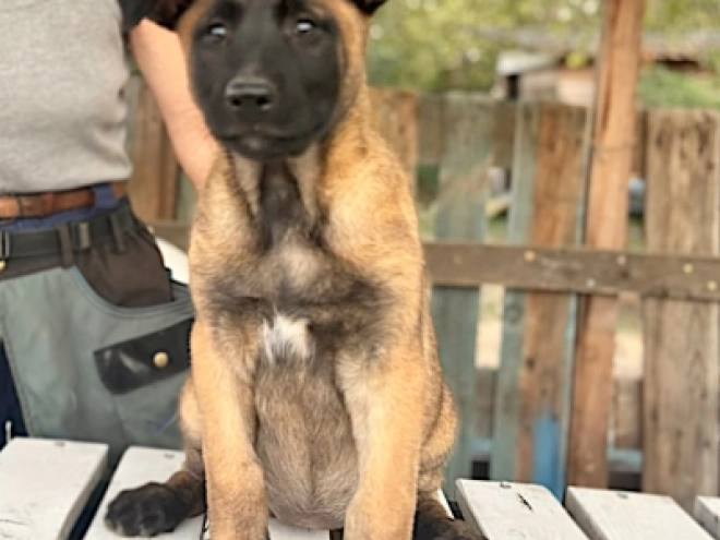 Belgian Malinois puppy for sale