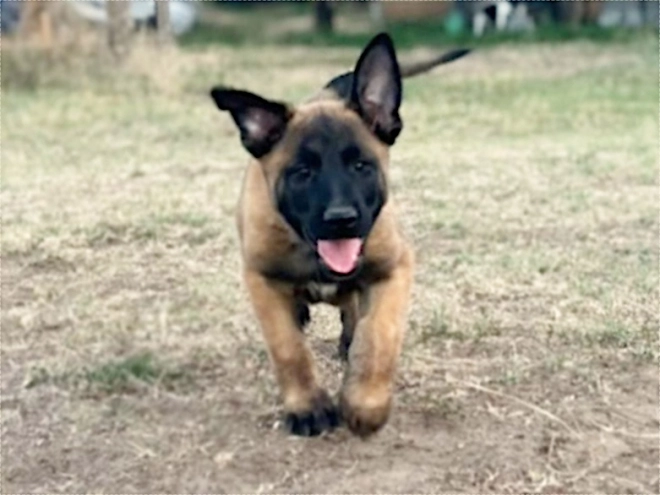 Belgian Malinois puppy for sale