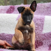 Kaige, red Belgian Malinois for sale