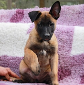 Belgian Malinois puppy for sale