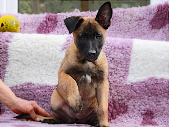 Belgian Malinois puppy for sale