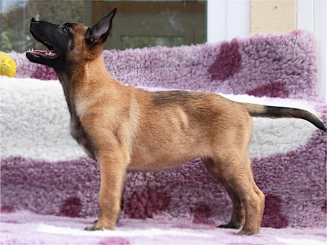 Belgian Malinois puppy for sale