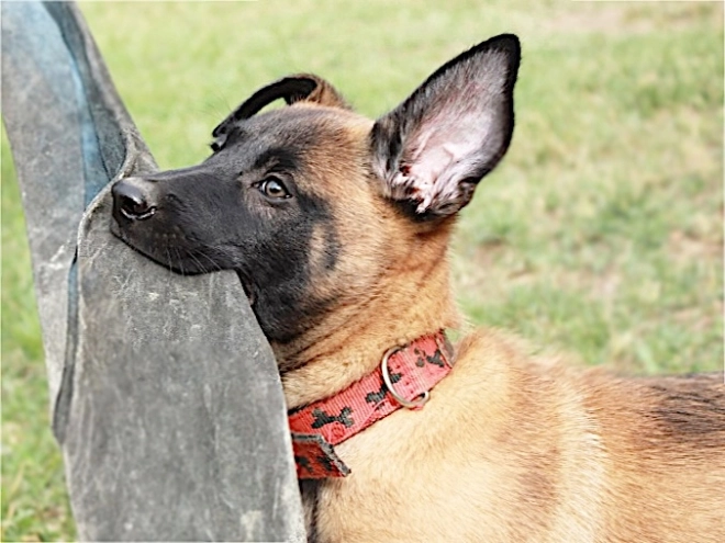 Belgian Malinois puppy for sale