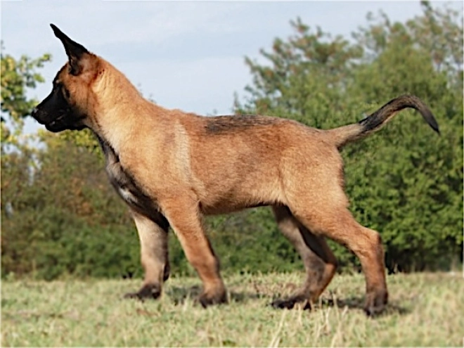 Belgian Malinois puppy for sale