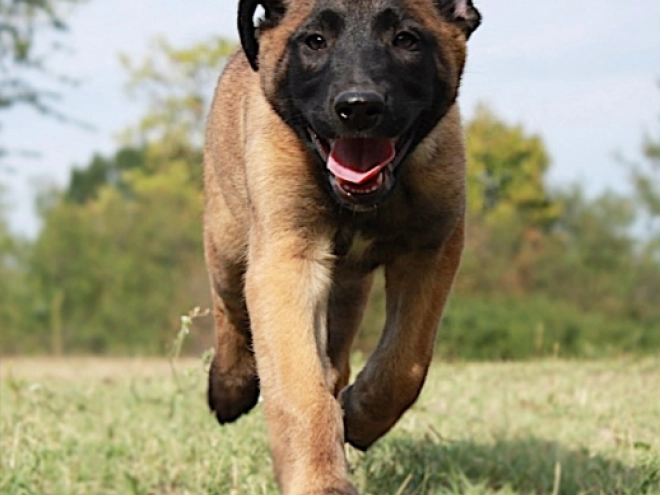 Belgian Malinois puppy for sale