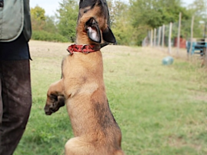 Belgian Malinois puppy for sale