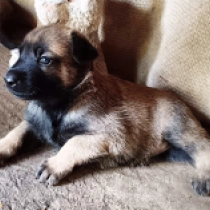 Ebony, red Belgian Malinois for sale
