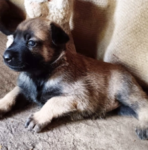 Belgian Malinois puppy for sale
