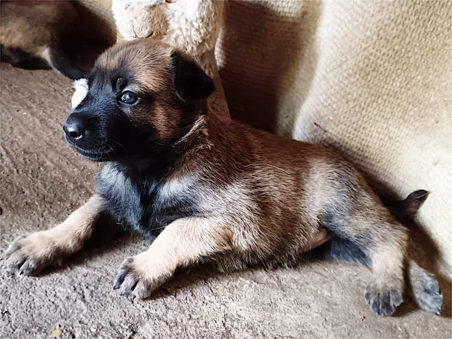 Belgian Malinois puppy for sale
