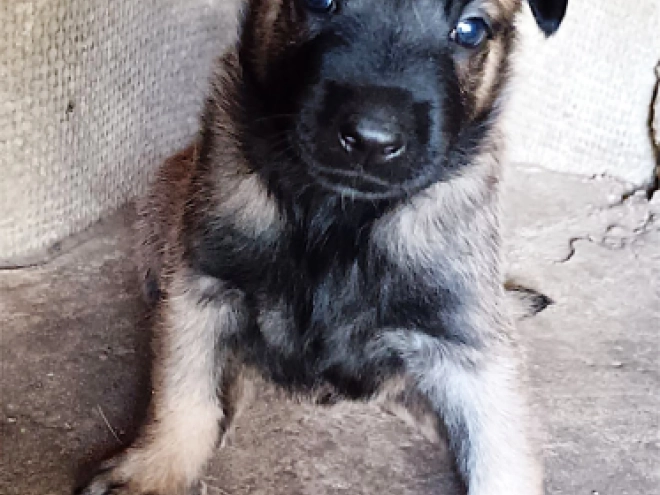 Belgian Malinois puppy for sale