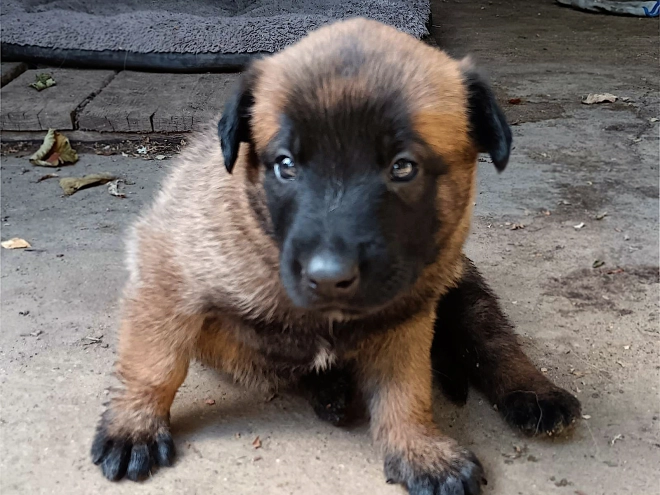 Belgian Malinois puppy for sale