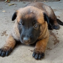 Echo, red Belgian Malinois for sale