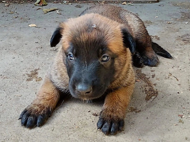 Belgian Malinois puppy for sale