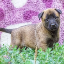 Echo, red Malinois Welpen kaufen