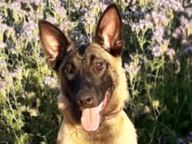 Belgian Malinois puppy for sale