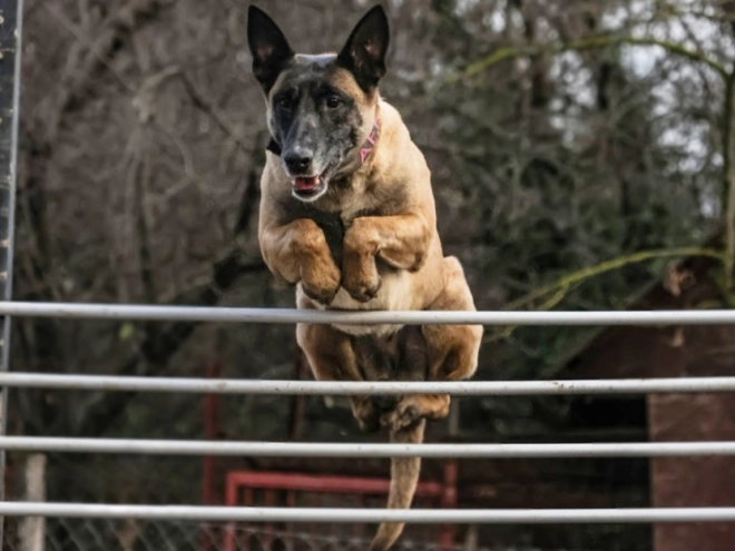 Belgian Malinois puppy for sale
