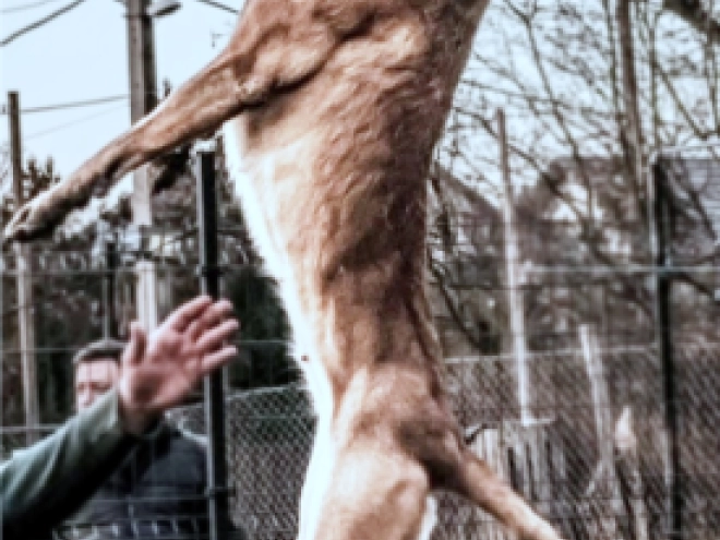 Belgian Malinois puppy for sale